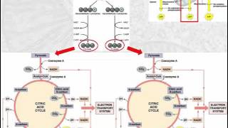 Cellular Respiration [upl. by Aretina309]