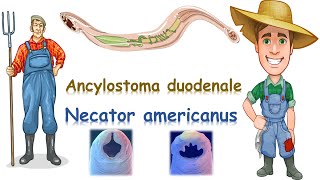 شرح Ancylostoma duodenale amp Necator americanus [upl. by Arytas423]