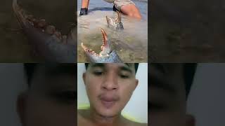 🦀 Crabs sea mudcrab fishing fish mudfish shark muddyoutdoors ocean animals mukbang [upl. by Gow]