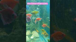 Why color fish died  Fish Aquarium  PaSHaSaHaaB viralvideo aquarium 2024 foryou shorts for [upl. by Stephannie976]