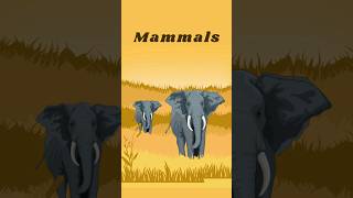 Mammals [upl. by Bartosch]