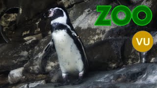 Humboldt penguin 4K Spheniscus humboldti pingüino de Humboldt HumboldtPinguin Manchot [upl. by Dene]