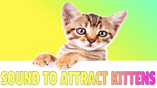 Sounds that attract Kittens  Meow to make kittens come to you [upl. by Desimone921]