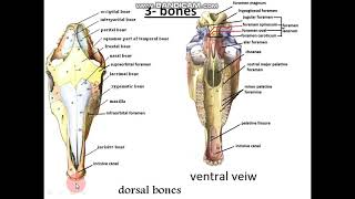 nasal cavity anatomy 2 [upl. by Ahsiryt893]