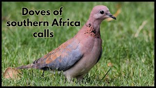 Doves of southern Africa calls [upl. by Yahsram]