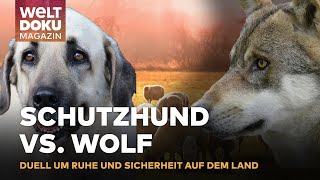 HERDENSCHUTZKONFLIKT Wolfschutz vs Lärmschutz auf ländlichem Hof sorgt für Unruhe  WELT Magazin [upl. by Notlrak]