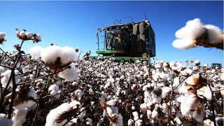 How Cotton Processing in Factory Cotton Cultivation  Cotton Farming and Harvest [upl. by Wolram776]