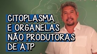 Organização Citoplasmática  Extensivo Biologia  Descomplica [upl. by Mellisent395]