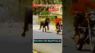 YAMAHA RX100 SOUND BUFFALO REACTION 😱  WAIT FOR END [upl. by Ecirtnas]