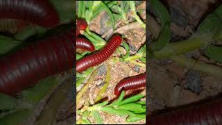 Millipede Masters Share Top Care Secrets for a Thriving Pet 5 [upl. by Barbaraanne]