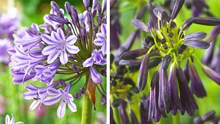 How to Plant Agapanthus Summer Garden Guide [upl. by Ehsrop419]