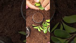 Propagate Peperomia easily🤩peperomia propagation viral ytshort [upl. by Pegg]