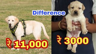 Labrador puppy price difference [upl. by Erving]