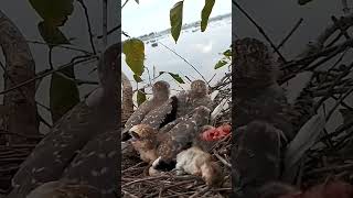 babyanimals birds natureEp29 [upl. by Kent]