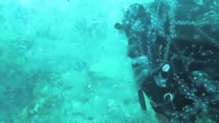 Diving with incredible Salp bloom in New Zealand [upl. by Tiffy]