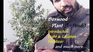 Boxwood Plant  In Hindi [upl. by Aracaj]