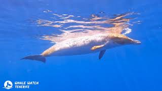 Blainvilles beaked whales with Whale Watch Tenerife [upl. by Yelra591]