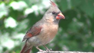 Northern Cardinal Birds of Indiana USA [upl. by Raychel553]