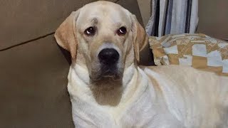 Watch and TRY NOT TO LAUGH 🤣 Funny dog videos 2024 [upl. by Onileva]