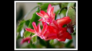 How to care for Christmas Cactus amp Thanksgiving Cactus Schlumbergera [upl. by Niwred]