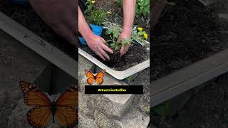 Planting Lantana Plants shorts [upl. by Eslehc]