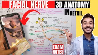 facial nerve anatomy 3d  facial nerve course anatomy  facial nerve branches anatomy [upl. by Anires988]