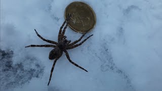 Araignée Dolomedes tenebrosus sur la neige 1 °C [upl. by Ahsinuq]