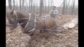 Logging with Horse Power in the Ozarks [upl. by Donoho956]