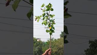 plant chorHow to grow allamanda flower plant from cuttinggardening plants houseplants reels [upl. by Swigart]