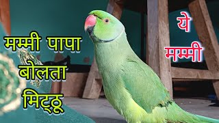 Parrot talking mummy  parrot natural sound female parrot talking  parrot talking papa🦜mithu voice [upl. by Euqinehs]