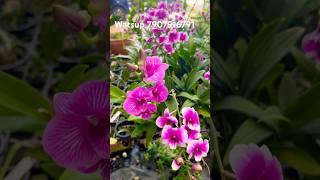 Compactum Orchids shorts short shortsvideo youtube youtubeshorts youtubevideo orchid [upl. by Rramo]