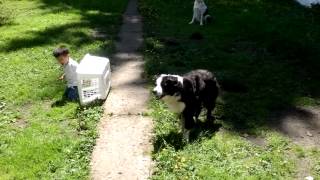 Border Collie Herding Toddler [upl. by Atteroc]