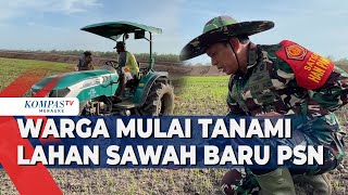 Warga Mulai Tanami Lahan Sawah Baru PSN [upl. by Poole]