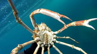 Corse  Ballade en Apnée à la rencontre des araignées de mer [upl. by Lazaro31]