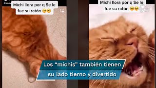 Video de gato que llora porque se le escapó su ratón es viral en TikTok [upl. by Ahsaele]