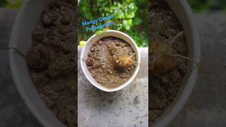 Mango GingerCurcuma Amada Plant Propagation 🌱☘️shortsyoutubemangogingerpropagatenatureeasyyt [upl. by Reisch]