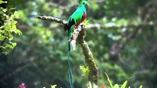 Nesting male Resplendent Quetzal at Mount Totumas Cloud Forest [upl. by Ezarras]