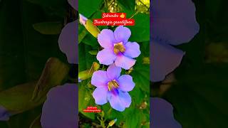 Thunbergia grandiflora Flowers plant tips and care propagation shorts thunbergia herbaceous [upl. by Adnulahs]