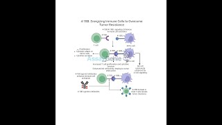 41BB Energizing Immune Cells to Overcome Tumor Resistance [upl. by Mei]