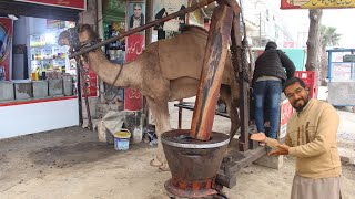 Uncovering the Secrets  Harnessing 100 Pure Oil Extraction With Camel  My First Vlog [upl. by Kenlay]