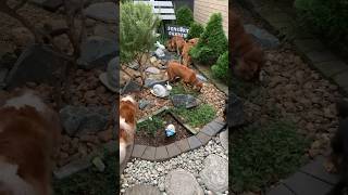 Dog Treat Hunt  EPIC shorts dogshorts dogvideo [upl. by Helyn]