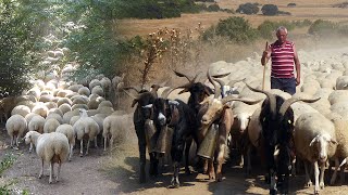 La TRASHUMANCIA y el PASTOREO TRADICIONAL en 2020 Diario de un viaje con 1000 ovejas  Documental [upl. by Rafaellle143]