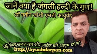 Medicinal importance of Haridra Curcuma species [upl. by Aimerej]