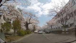 Odawara castle Drive Version  桜 小田原城址公園 20130326 [upl. by Innes882]