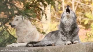 Wolf Howl Harmonies [upl. by Manton]