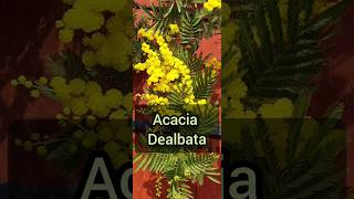 Plant Profile ACACIA DEALBATA Mimosa [upl. by Anilys872]