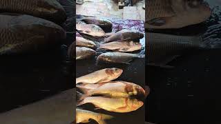 MADE IN KISHOREGANJ  কিশোরগঞ্জ foryou fish trending fishbazar fishcutting vairal 1million [upl. by Araet]