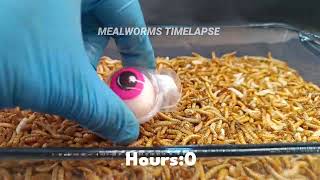 35 Days In 0142 Min Mealworms Eating Marshmallow Eyeball Cabbage and Honey [upl. by Gladys]