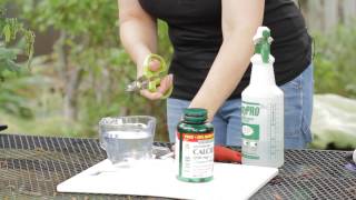 How to Make a Calcium Spray for Tomatoes  Garden Space [upl. by Arrekahs400]