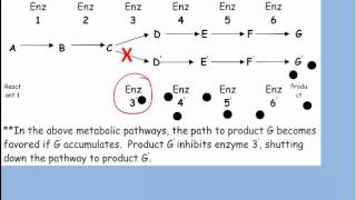 Enzyme Inhibition [upl. by Reiter]